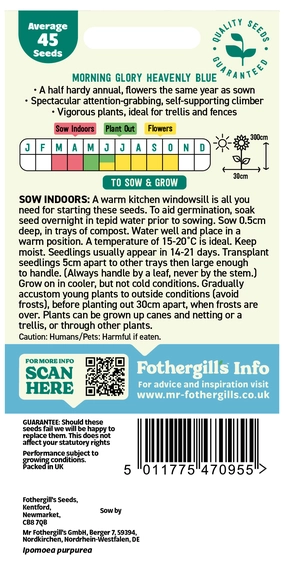Morning Glory Heavenly Blue - image 2