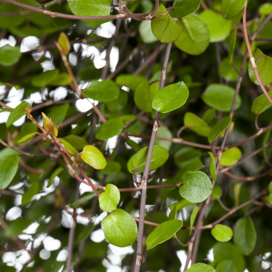 Muehlenbeckia complexa - image 2