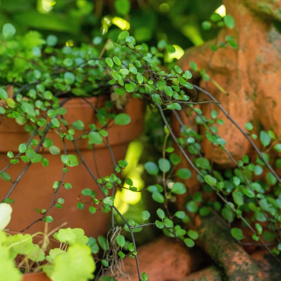 Muehlenbeckia complexa - image 1