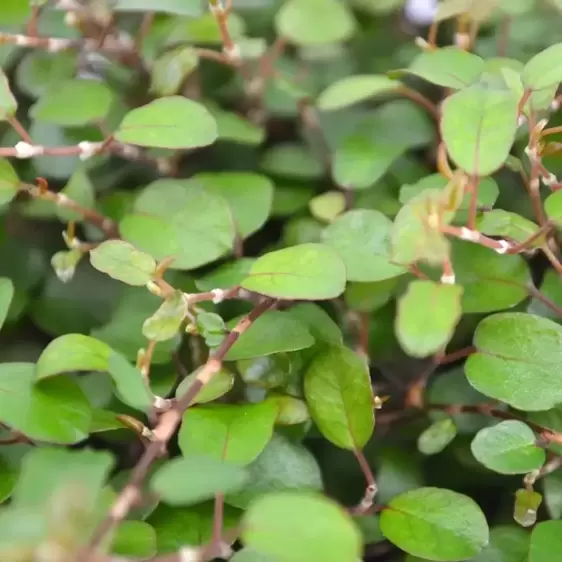 Muehlenbeckia maori 'Maori Moments' 10.5cm