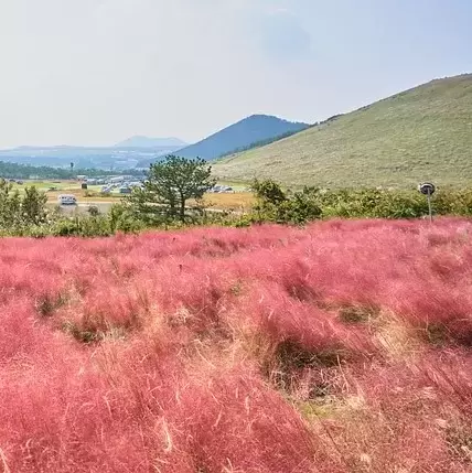 Muhlenbergia capillaris 4.5L - image 2