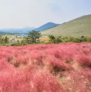 Muhlenbergia capillaris 4.5L - image 2