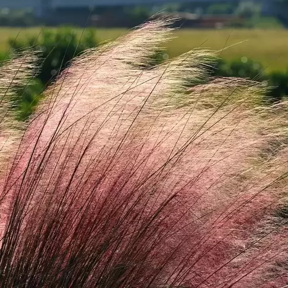 Muhlenbergia capillaris 4.5L - image 1
