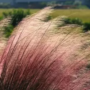 Muhlenbergia capillaris 4.5L - image 1