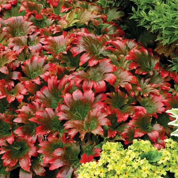 Picture Credit - TERRA NOVA® Nurseries, Inc.