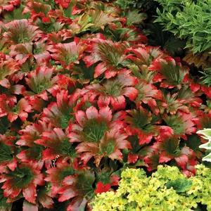 Picture Credit - TERRA NOVA® Nurseries, Inc.