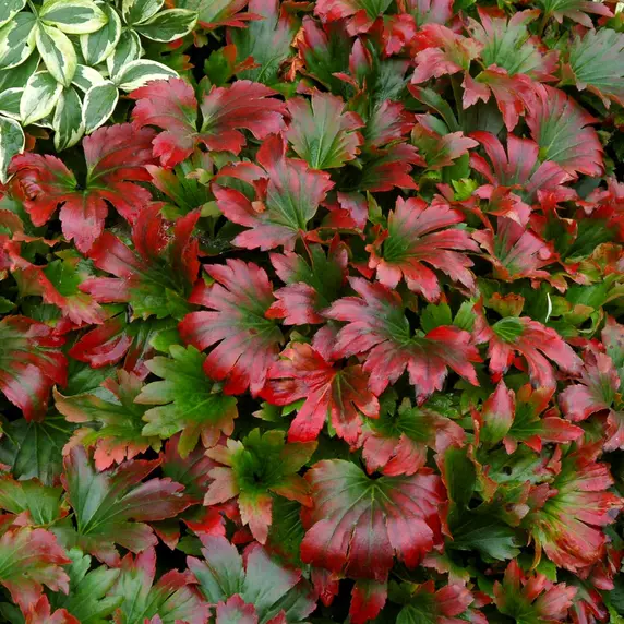 Picture Credit - TERRA NOVA® Nurseries, Inc.