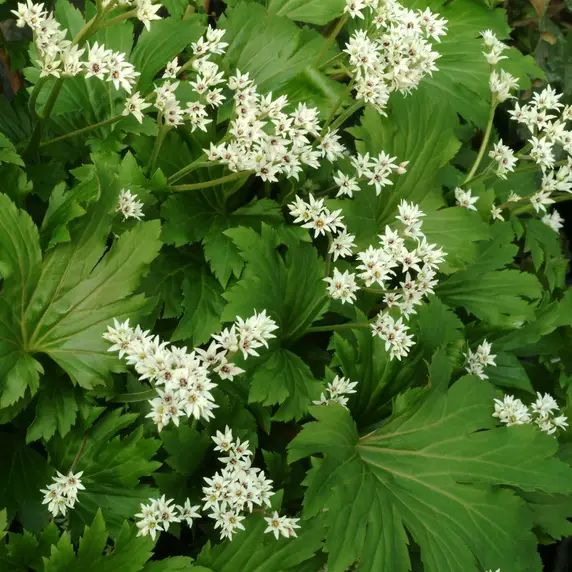 Picture Credit - TERRA NOVA® Nurseries, Inc.