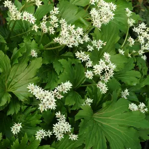 Picture Credit - TERRA NOVA® Nurseries, Inc.