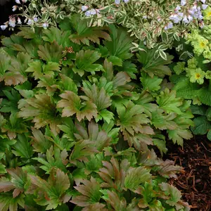 Picture Credit - TERRA NOVA® Nurseries, Inc.