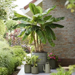 Musa sikkimensis 'Ever Red' - image 3