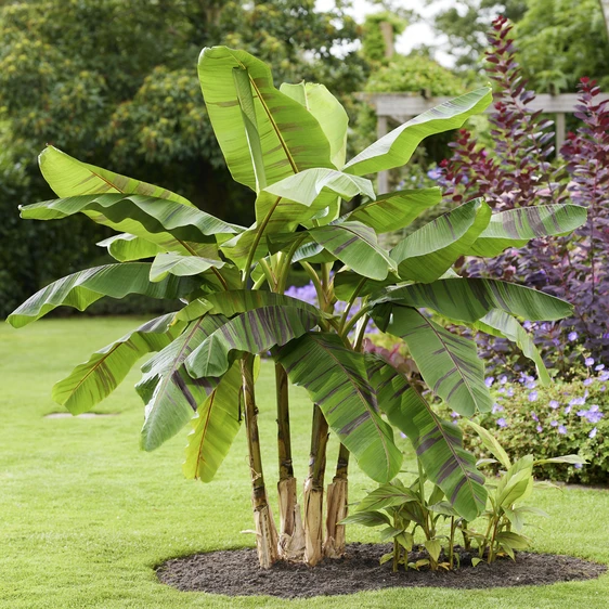 Musa sikkimensis 'Ever Red' - image 4