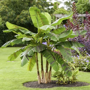 Musa sikkimensis 'Ever Red' - image 4