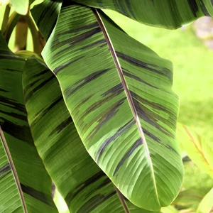 Musa sikkimensis 'Ever Red' - image 6