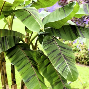 Musa sikkimensis 'Ever Red' - image 2