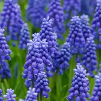 Muscari