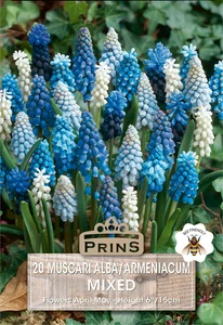 Muscari Alba & armeniacum Mix