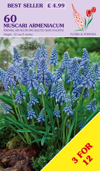 Muscari armeniacum
