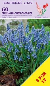 Muscari armeniacum