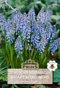 Muscari armeniacum