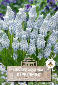 Muscari armeniacum Peppermint