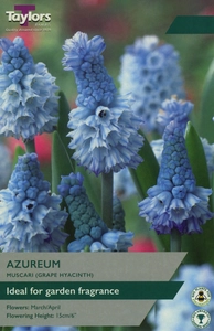 Muscari azureum