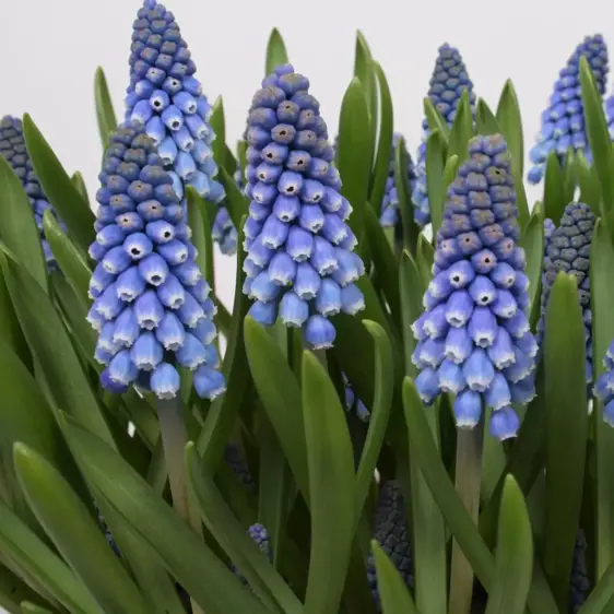 Muscari 'Big Smile' 9cm