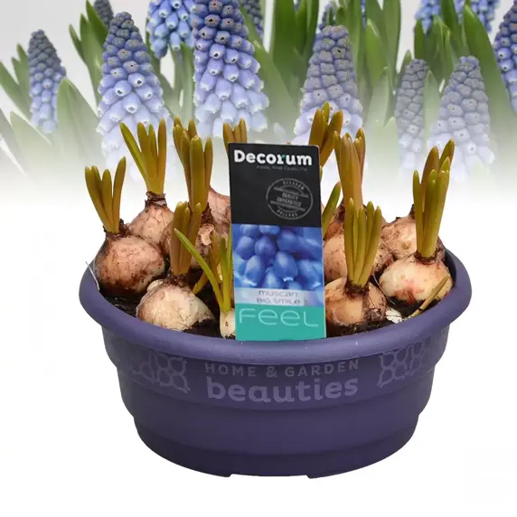Muscari 'Big Smile' 16cm Bowl - image 2