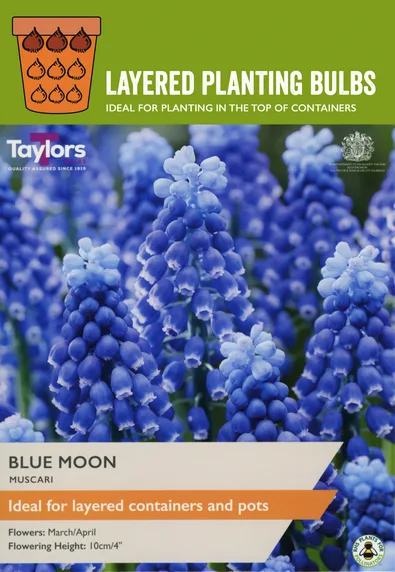 Muscari Blue Moon