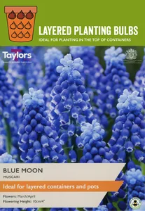 Muscari Blue Moon