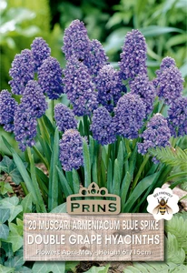 Muscari Blue Spike Double