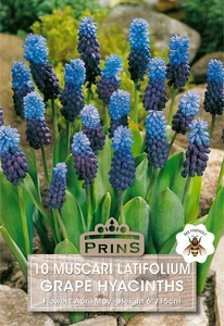 Muscari latifolium