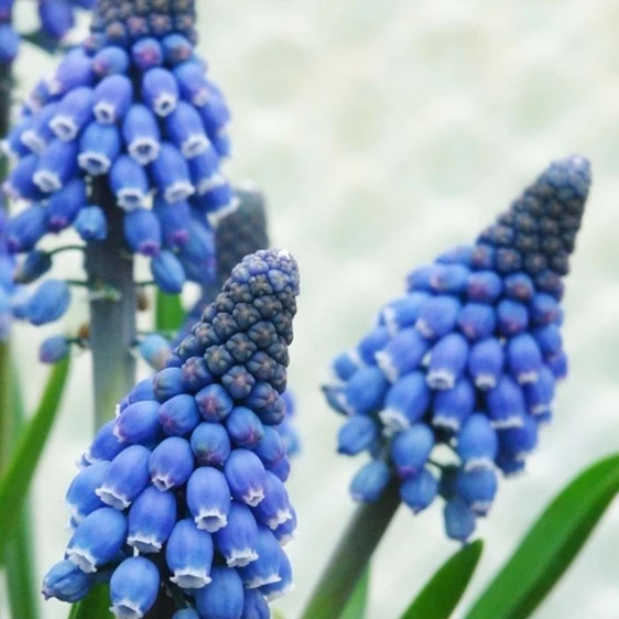 Muscari 'Lindsay'