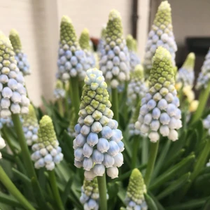 Image Credit: Hulstflowers