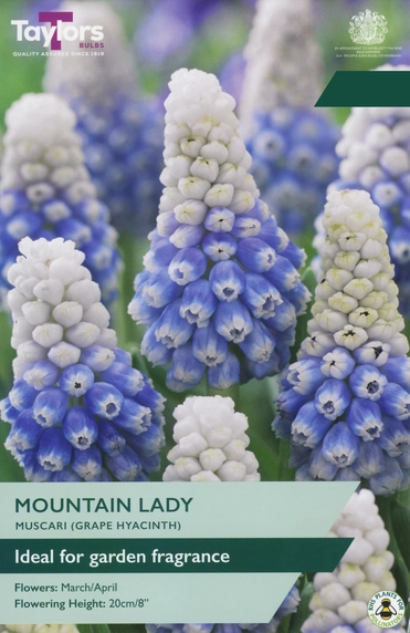 Muscari Mountain Lady