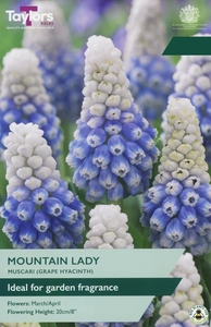Muscari Mountain Lady
