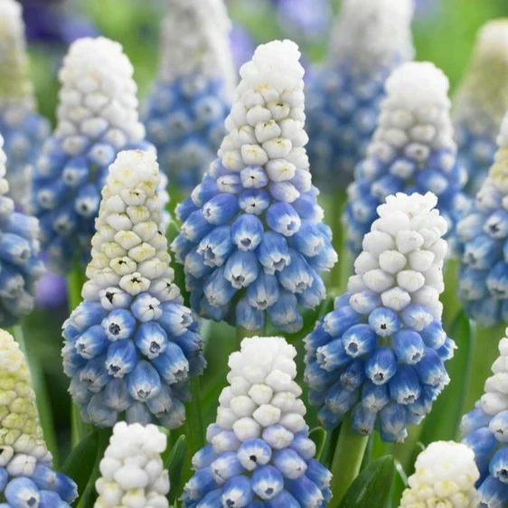 Image Credit: Hulstflowers