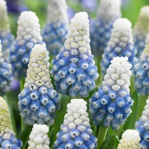 Image Credit: Hulstflowers