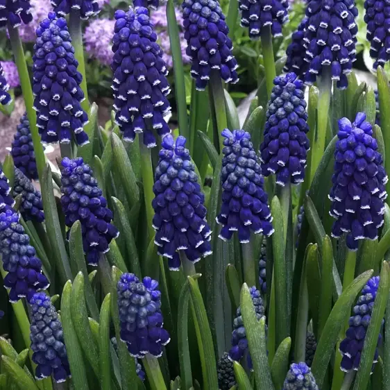 Muscari 'Night Eyes'