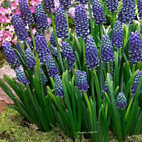 Muscari 'Night Pearl'