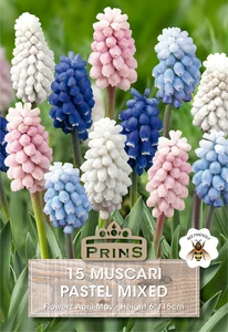 Muscari Pastel Mixed