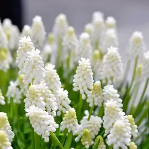 Muscari 'White Magic'