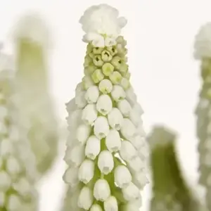 Muscari 'White Spear'