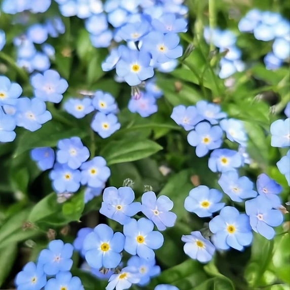 Image Credit: Bridge Nursery