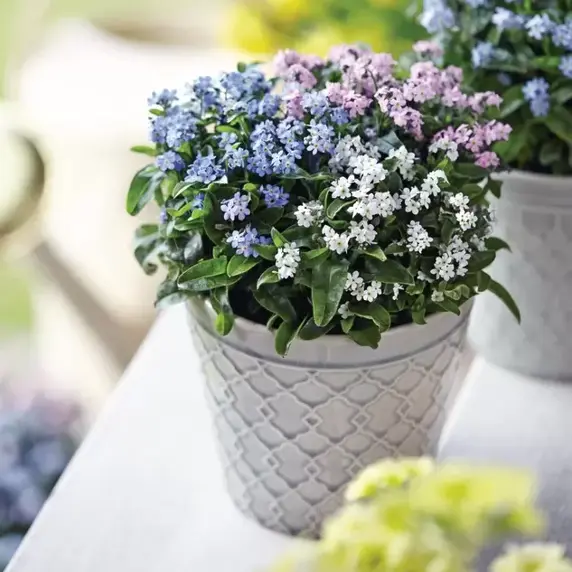 Myosotis sylvatica 'Mon Amie Blue'