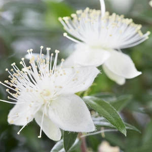 Myrtus communis - image 2