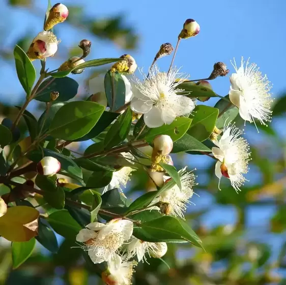 By Forest & Kim Starr, CC BY 3.0, https://commons.wikimedia.org/w/index.php?curid=6181344