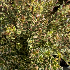 Myrtus communis 'Variegata' - image 1