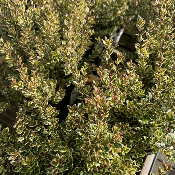 Myrtus communis 'Variegata' - image 2