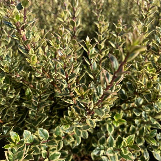 Myrtus communis 'Variegata' - image 3